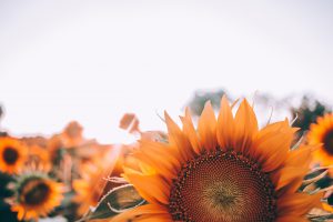 bloom 1866760