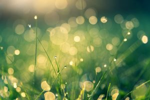 meadow 4485609 1920